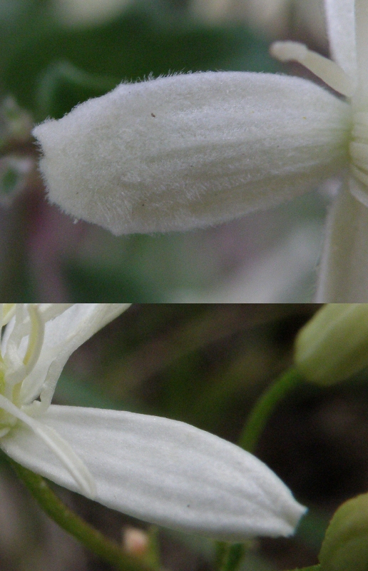 Clematis flammula (e C. vitalba)