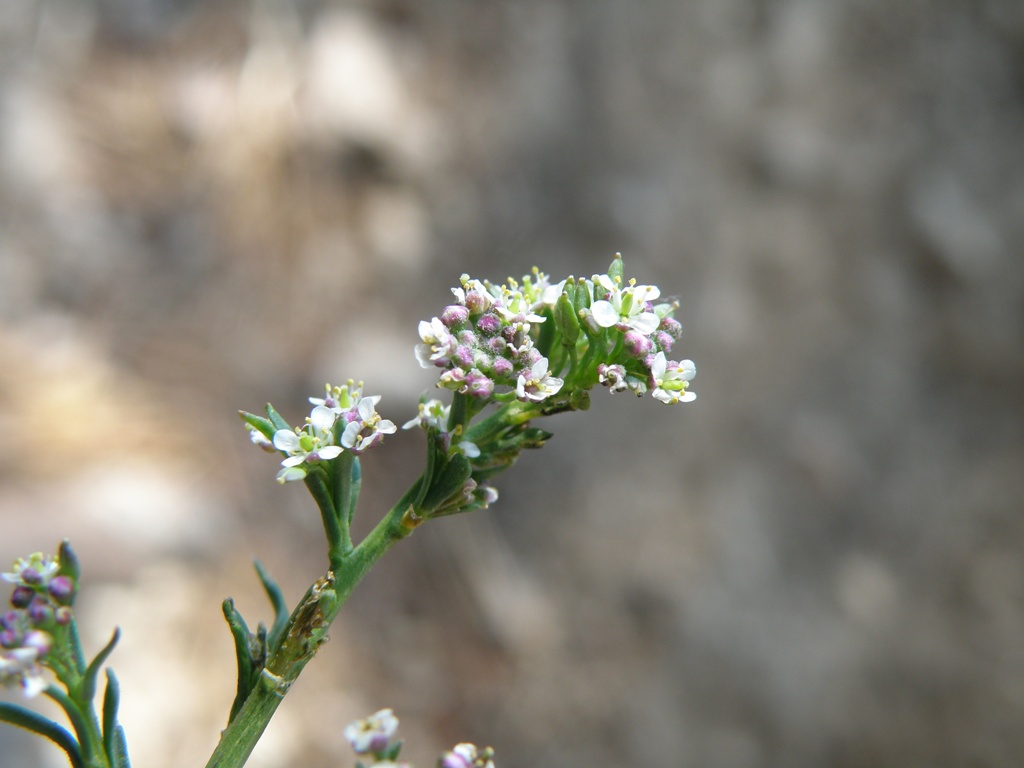 Lepidium graminifolium