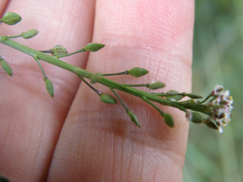 Lepidium graminifolium