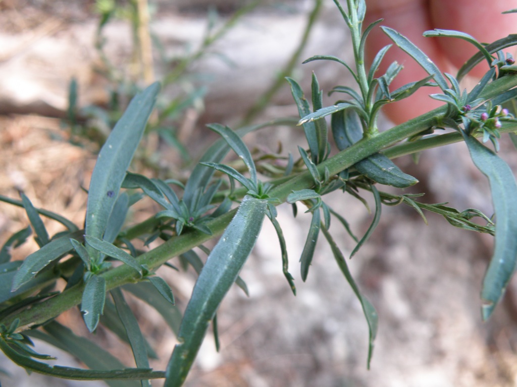 Lepidium graminifolium