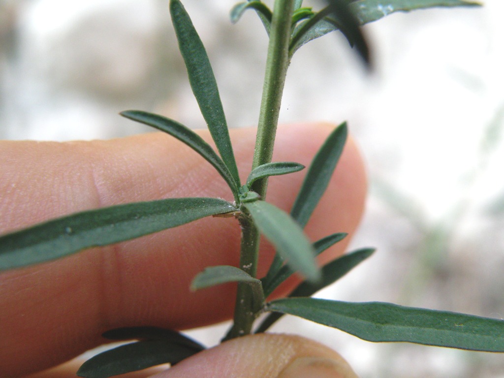 Lepidium graminifolium