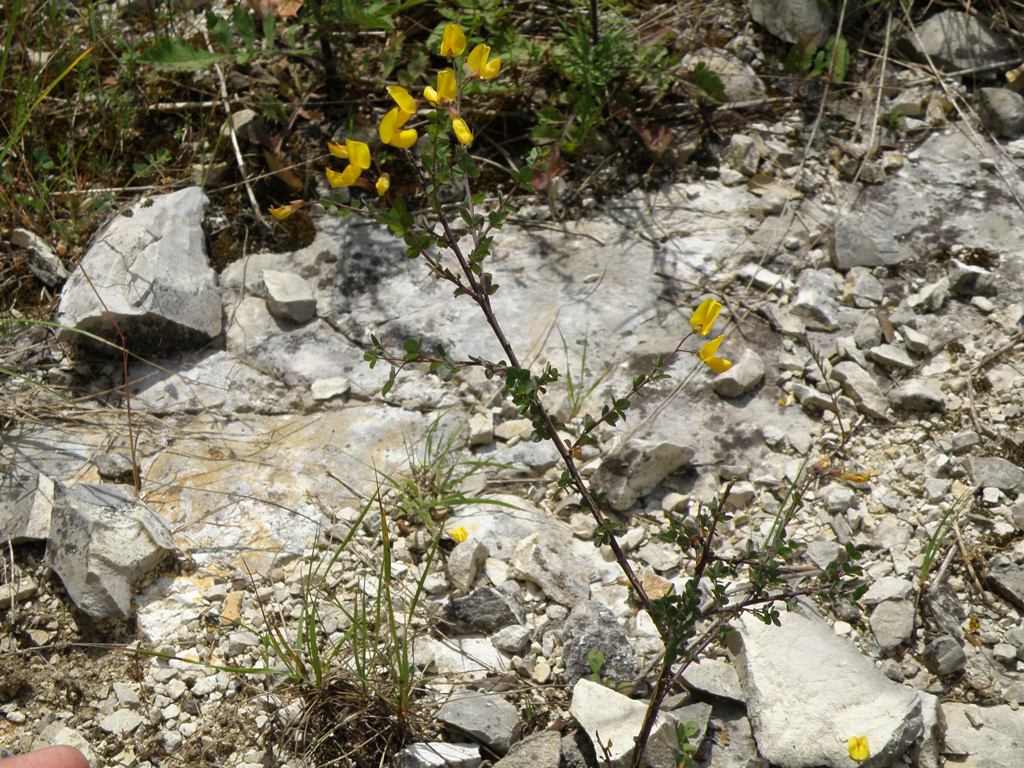 Cytisophyllum sessilifolium / Citiso a fg. sessili