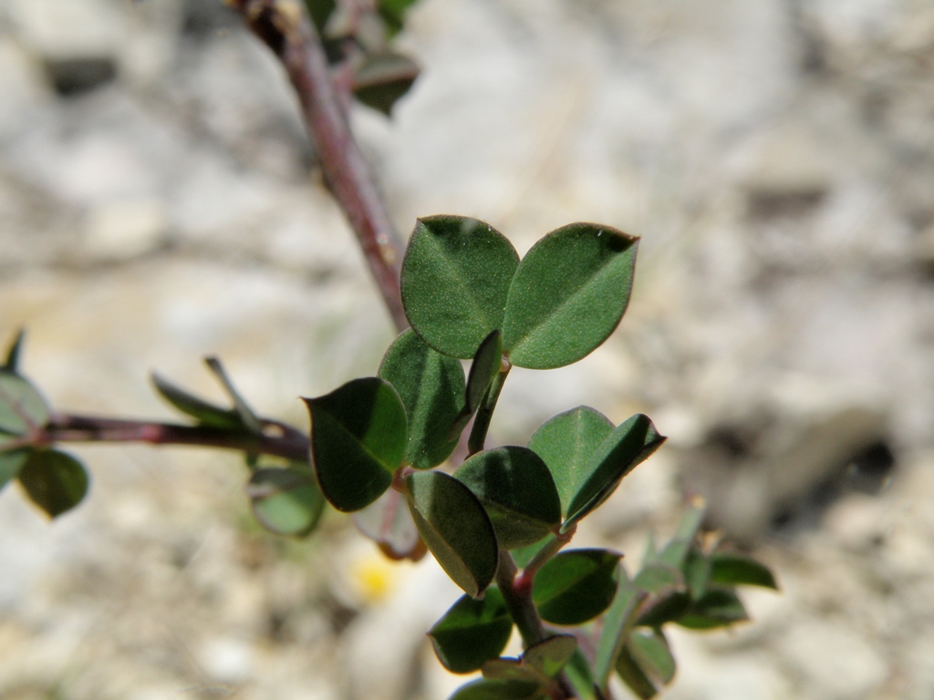 Cytisophyllum sessilifolium / Citiso a fg. sessili