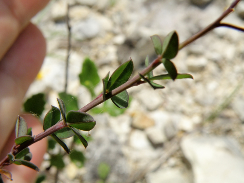 Cytisophyllum sessilifolium / Citiso a fg. sessili