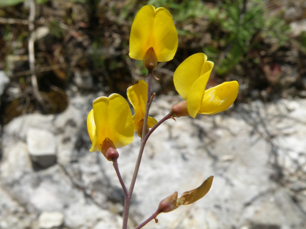 Cytisophyllum sessilifolium / Citiso a fg. sessili