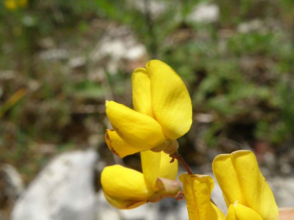 Cytisophyllum sessilifolium / Citiso a fg. sessili