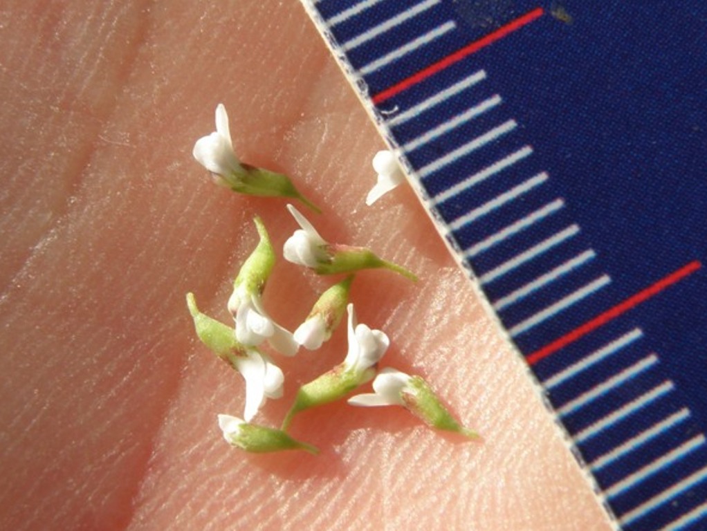 Dorycnium pentaphyllum (=Lotus dorycnium)