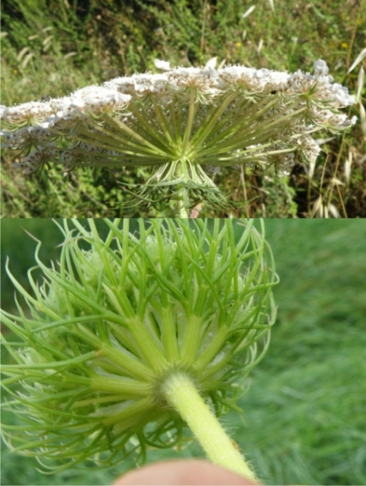 Daucus sp.