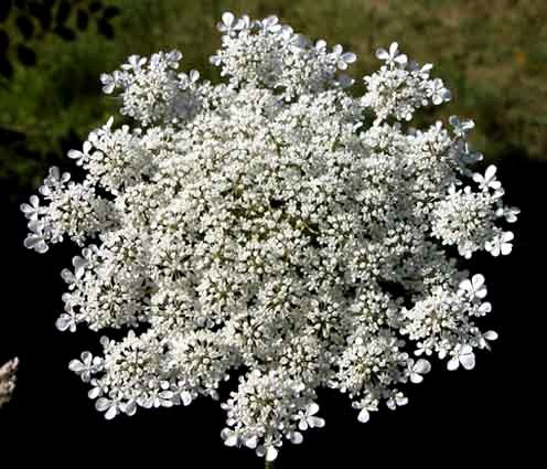 Daucus carota e Sambucus ebulus