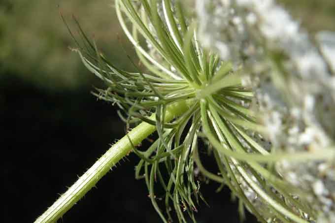 Daucus carota e Sambucus ebulus