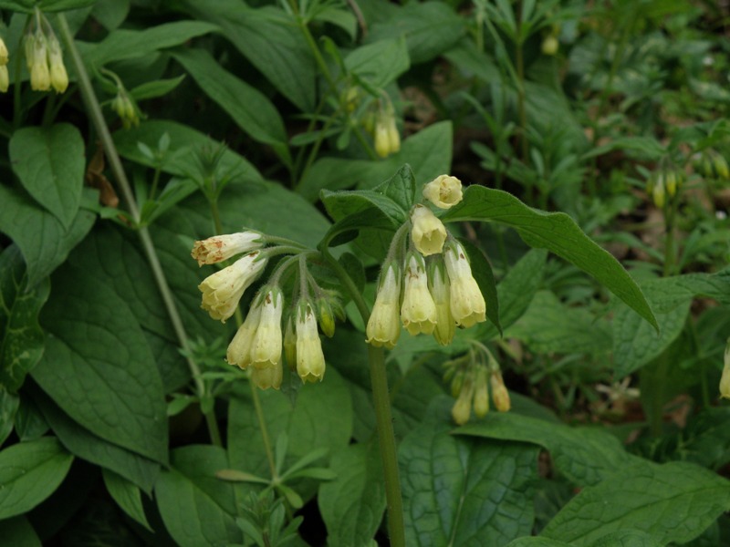 Symphytum tuberosum