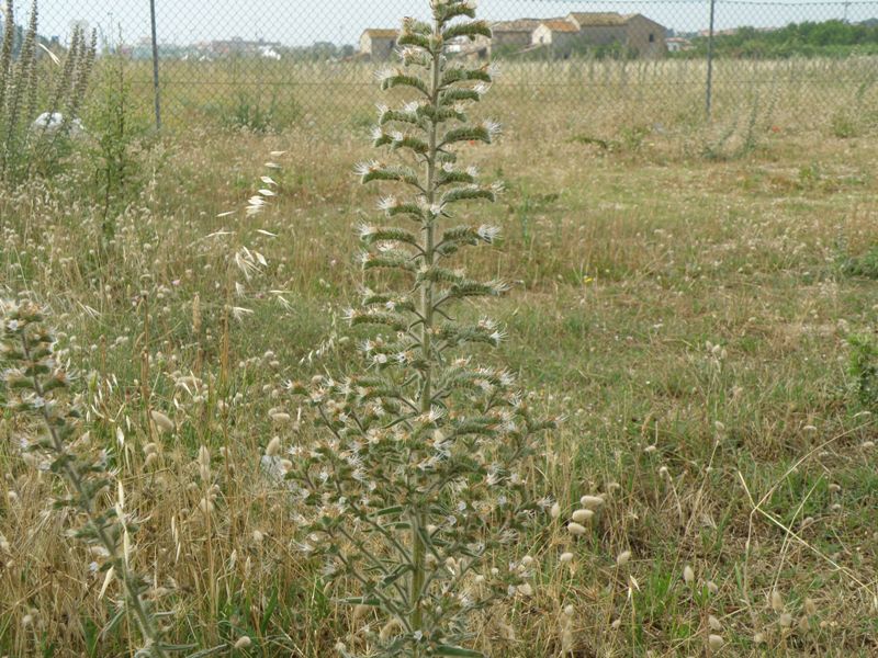 Echium italicum / Viperina maggiore