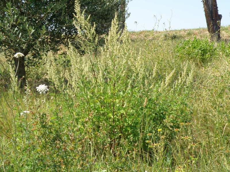 Artemisia vulgaris / Assenzio selvatico