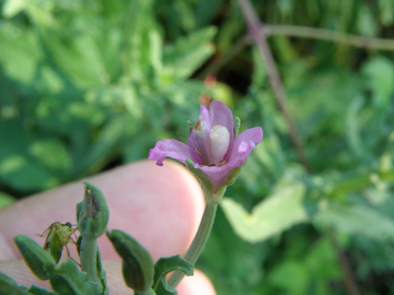 Epilobium tetragonum / Garofanino quadrelletto