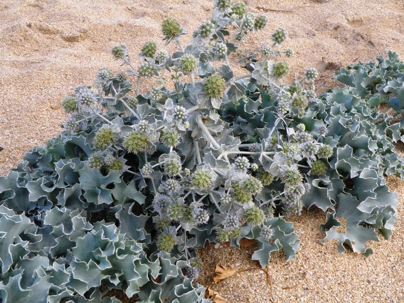 Eryngium maritimum