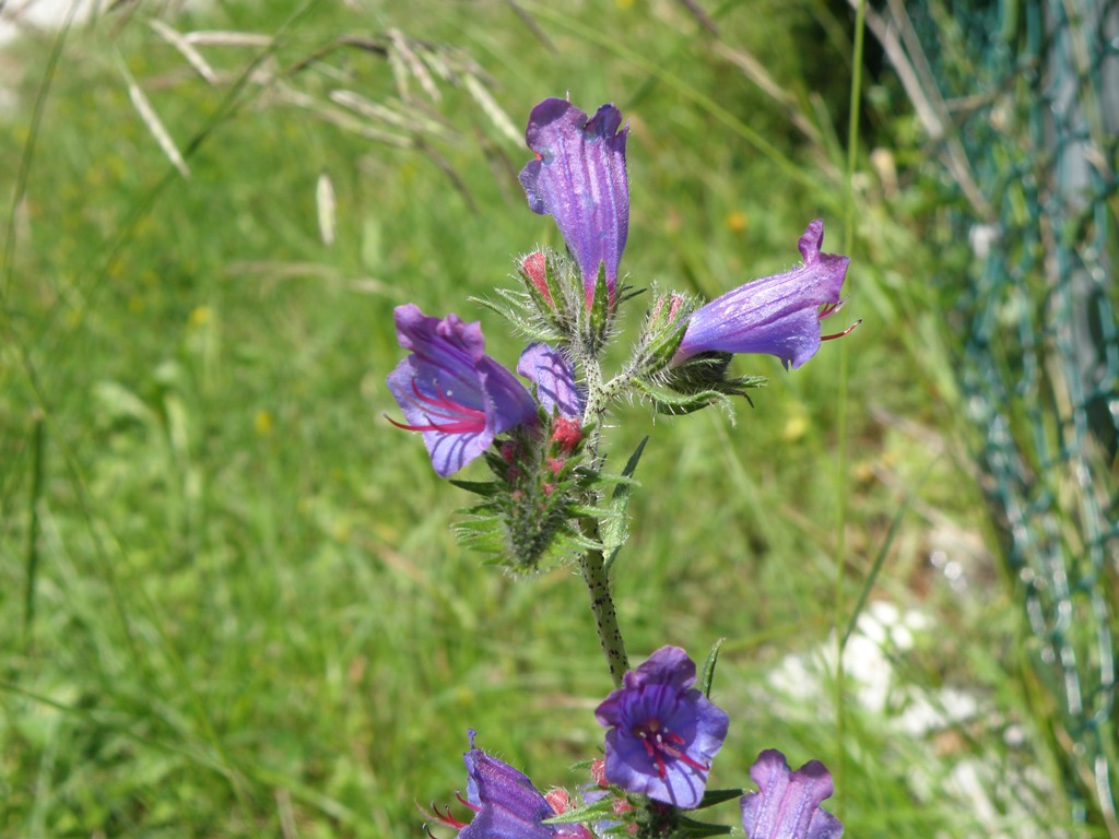 Echium ?