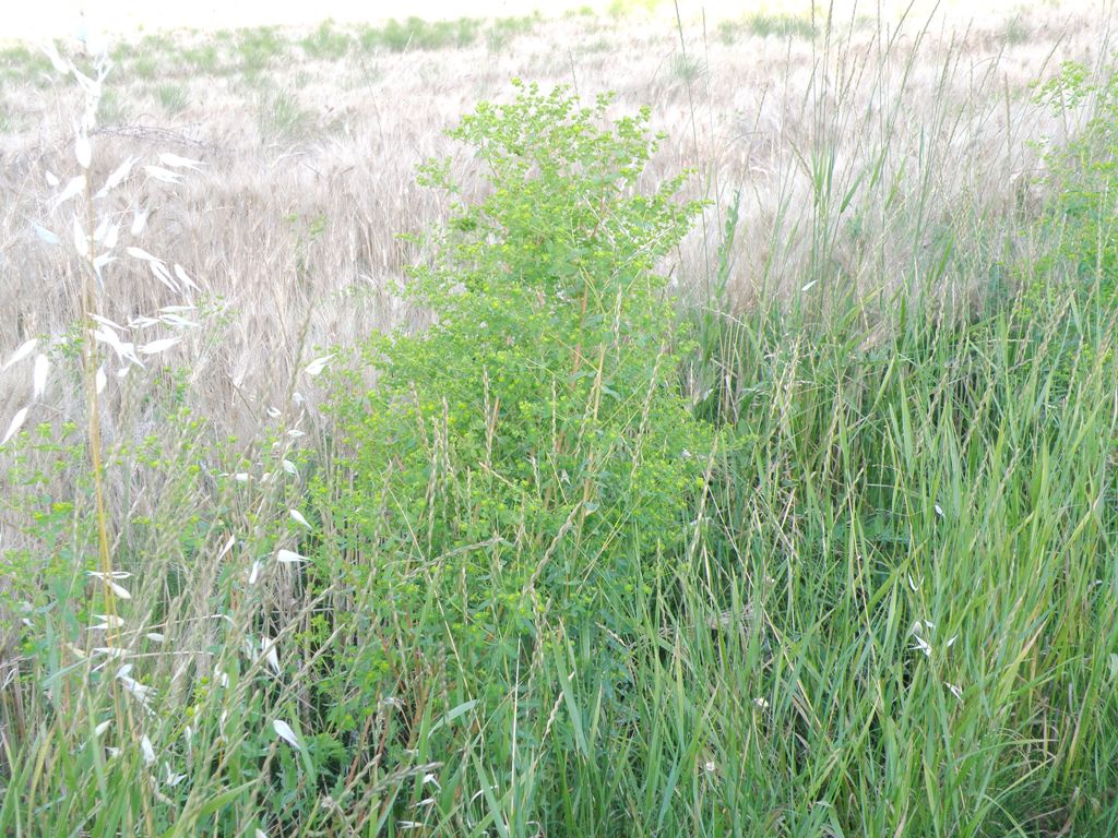 Euphorbia platyphyllos