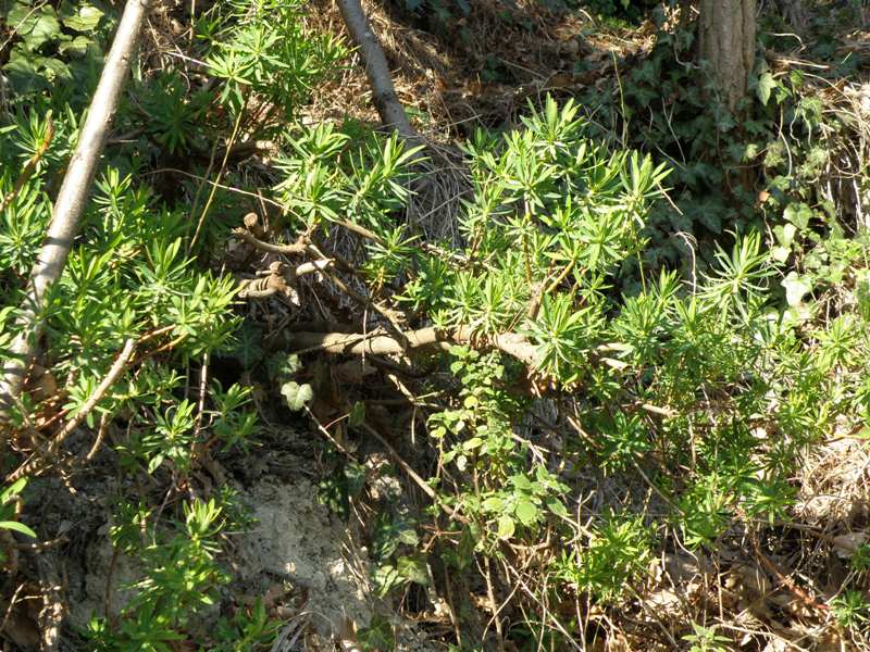 Euphorbia dendroides / Euforbia arborescente