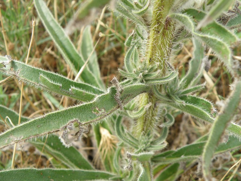 Echium italicum / Viperina maggiore