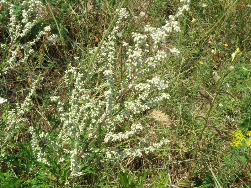 Artemisia vulgaris / Assenzio selvatico