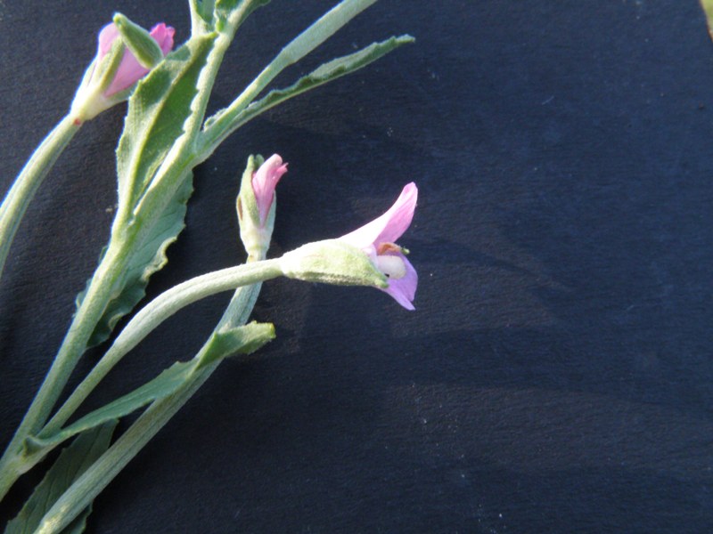 Epilobium tetragonum / Garofanino quadrelletto