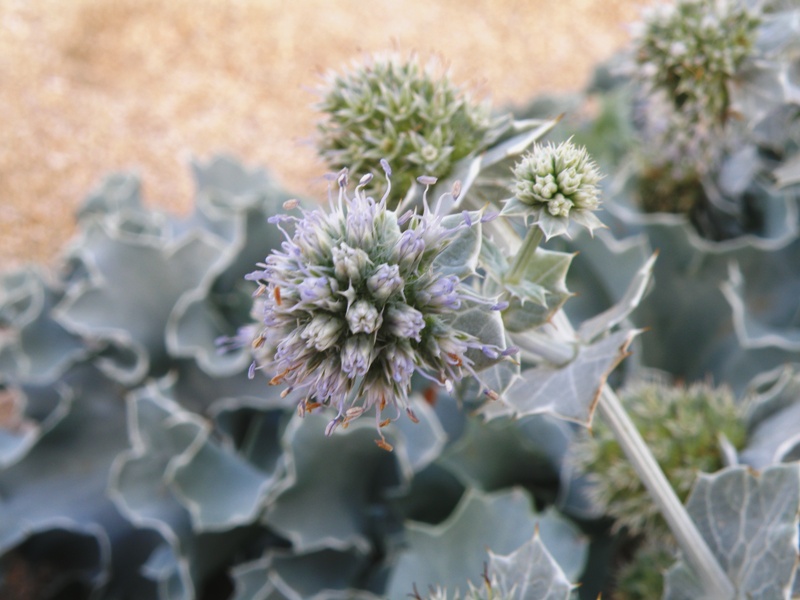 Eryngium maritimum