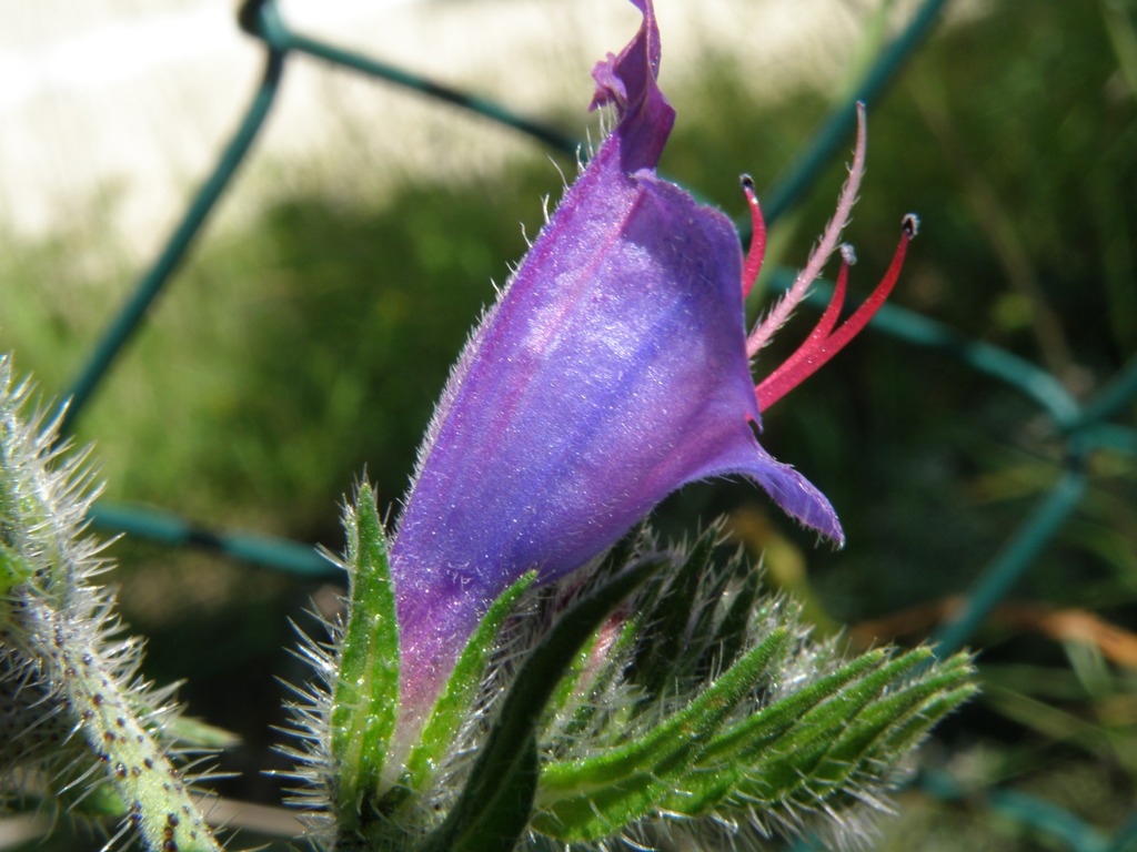 Echium ?