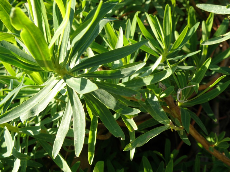 Euphorbia dendroides / Euforbia arborescente