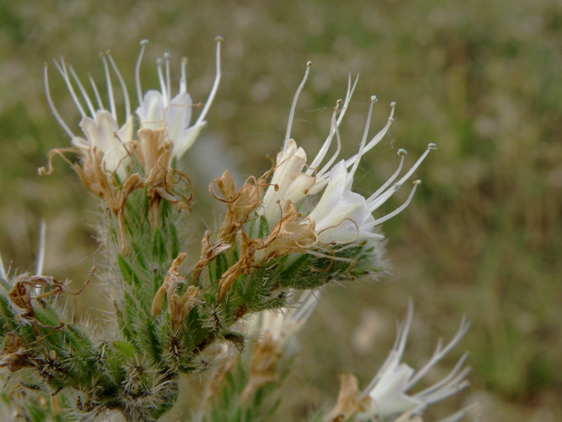 Echium italicum / Viperina maggiore