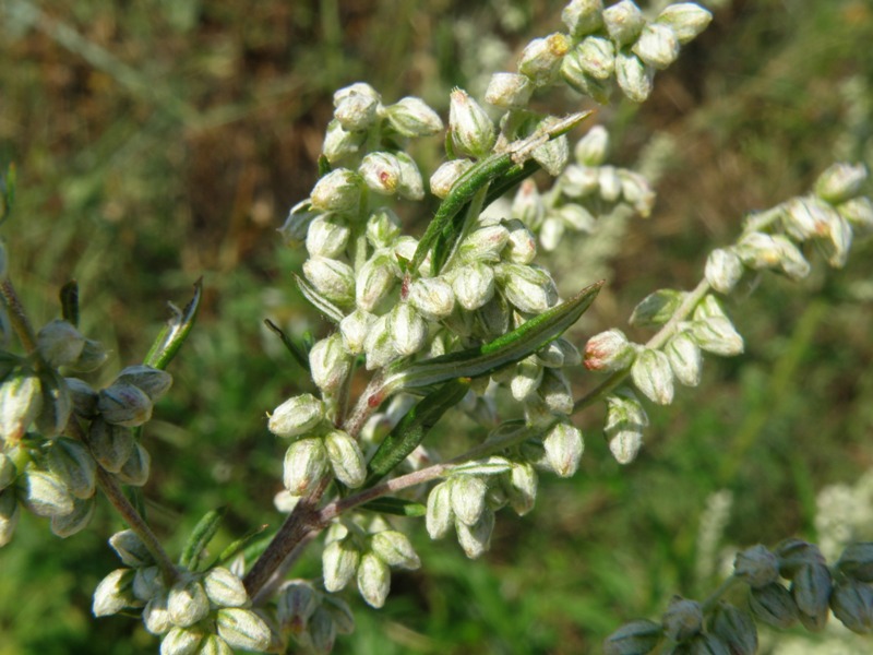 Artemisia vulgaris / Assenzio selvatico