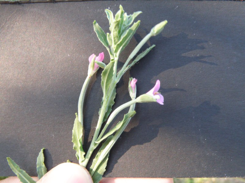 Epilobium tetragonum / Garofanino quadrelletto