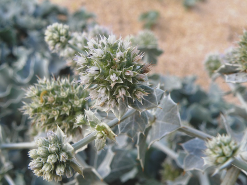 Eryngium maritimum