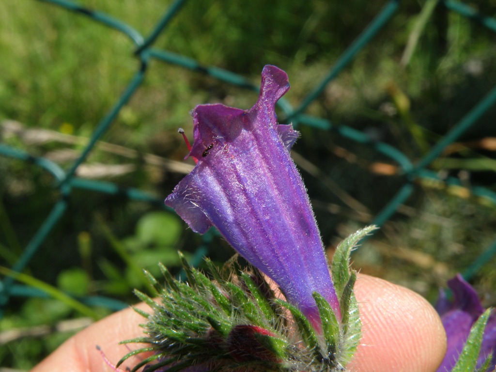 Echium ?