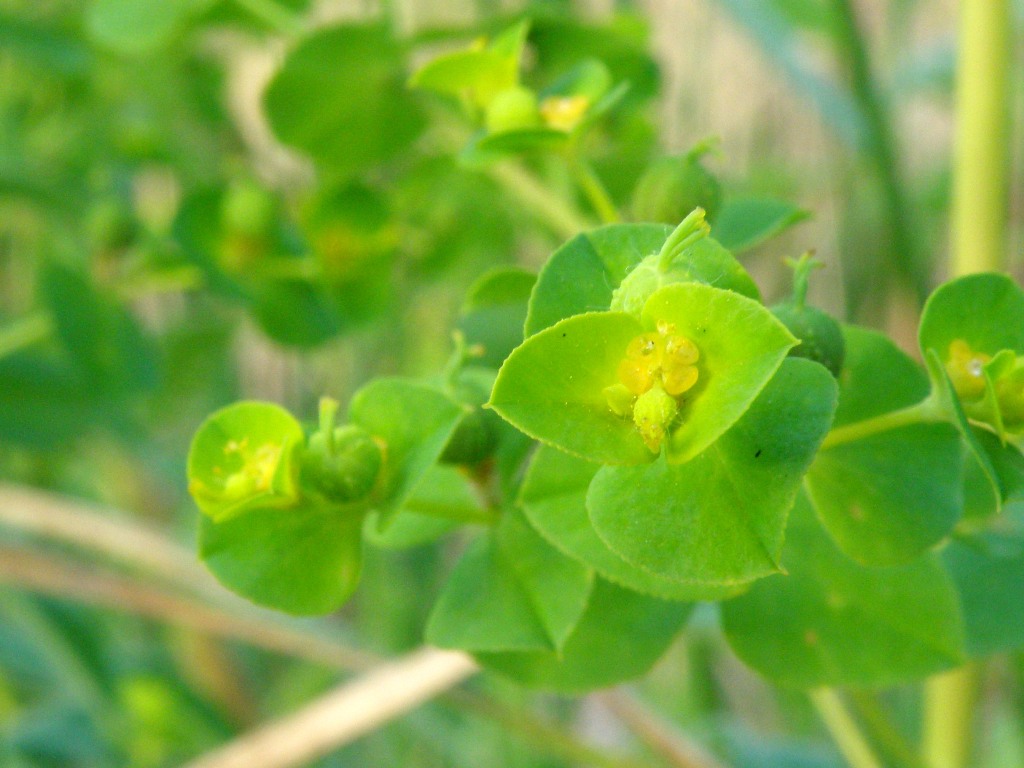 Euphorbia platyphyllos