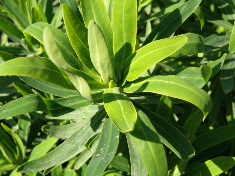 Euphorbia dendroides / Euforbia arborescente