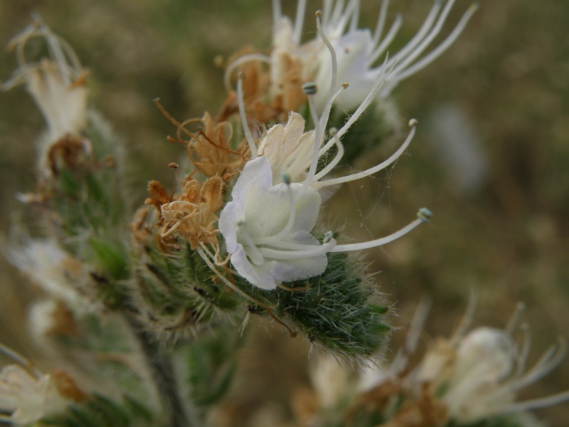 Echium italicum / Viperina maggiore