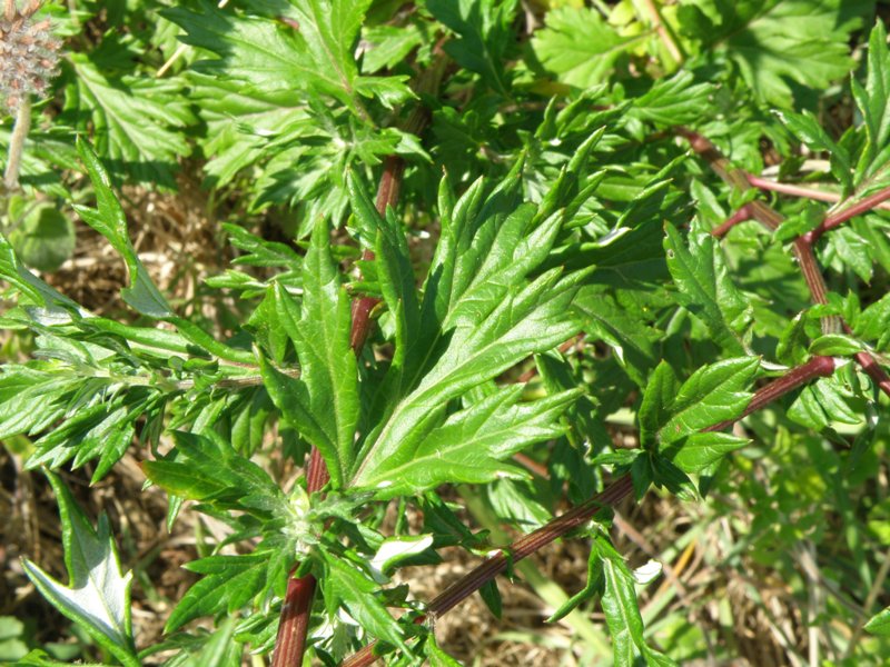 Artemisia vulgaris / Assenzio selvatico