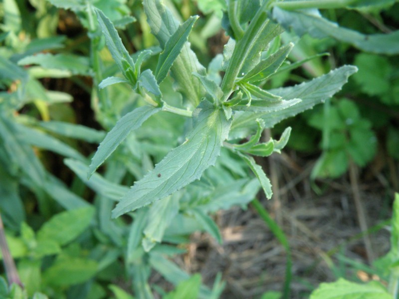 Epilobium tetragonum / Garofanino quadrelletto