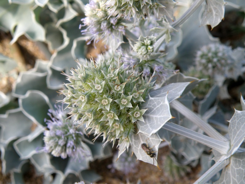 Eryngium maritimum