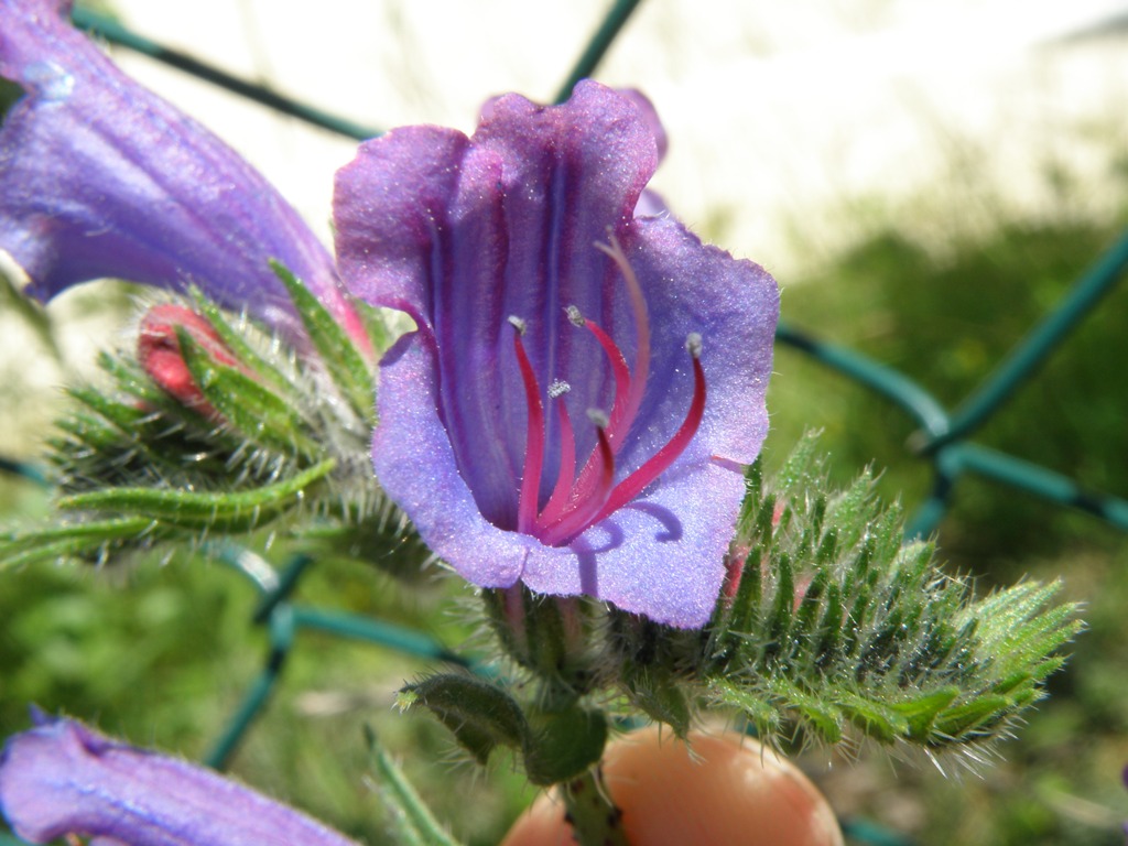 Echium ?