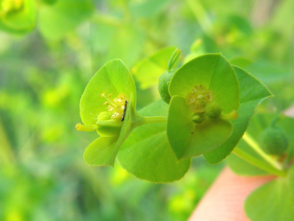 Euphorbia platyphyllos