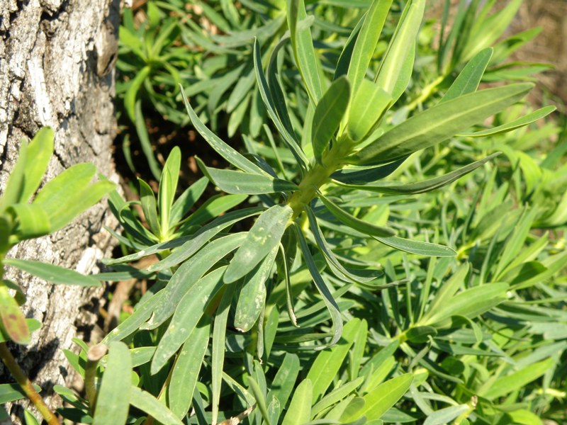 Euphorbia dendroides / Euforbia arborescente