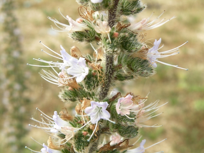 Echium italicum / Viperina maggiore