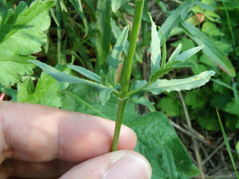 Epilobium tetragonum / Garofanino quadrelletto