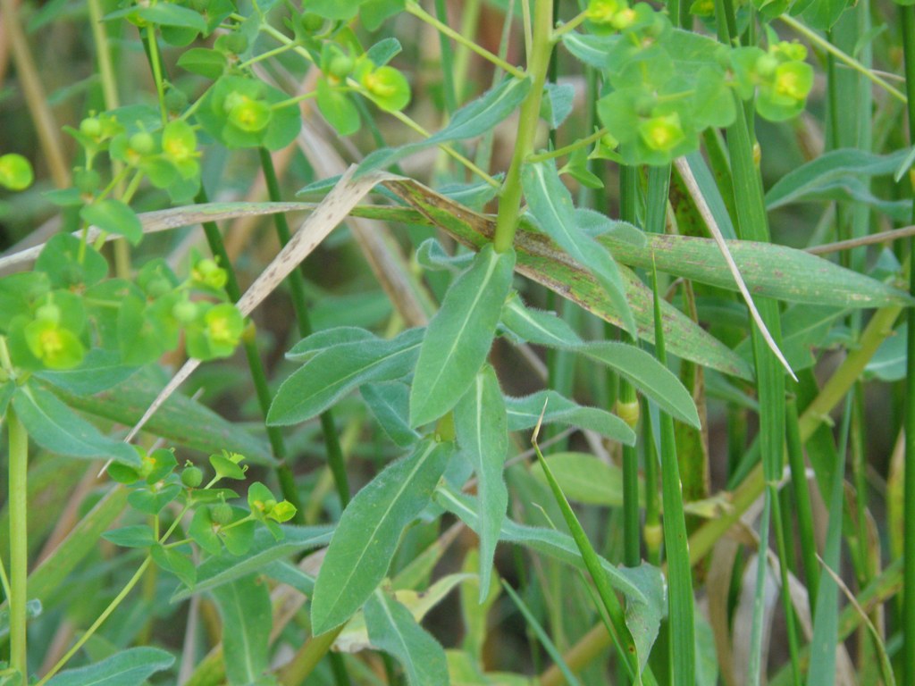 Euphorbia platyphyllos