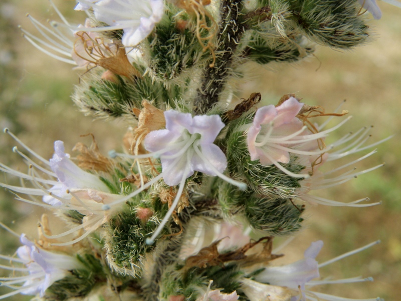 Echium italicum / Viperina maggiore