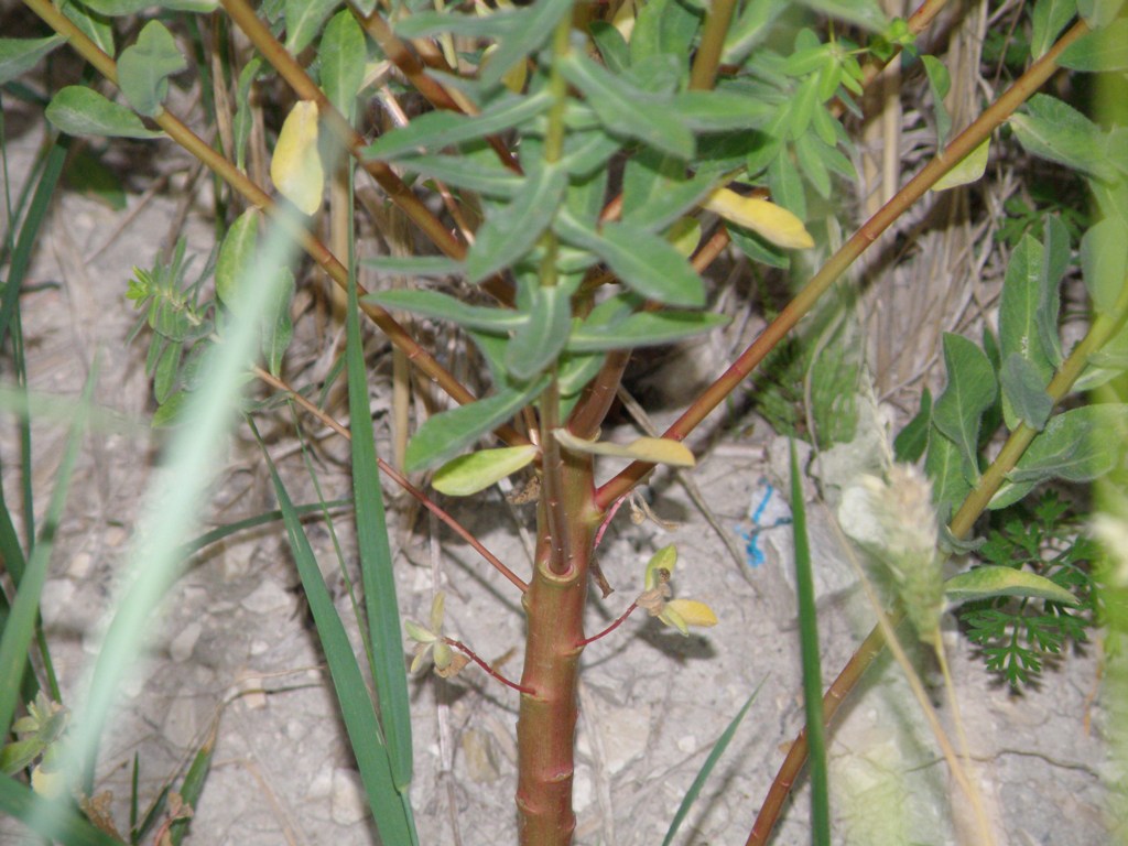 Euphorbia platyphyllos