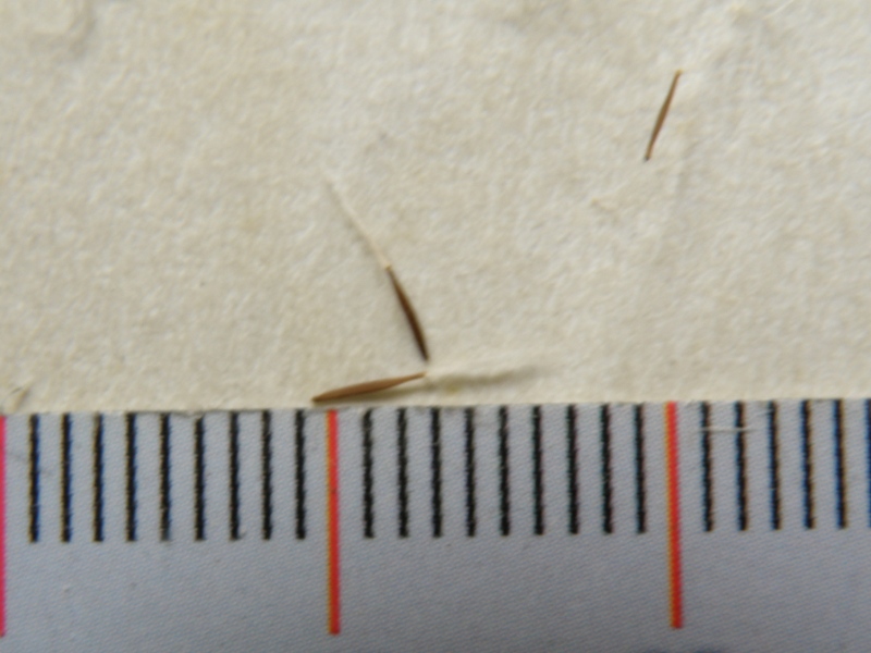 Crepis sancta / Radicchiella di Terrasanta