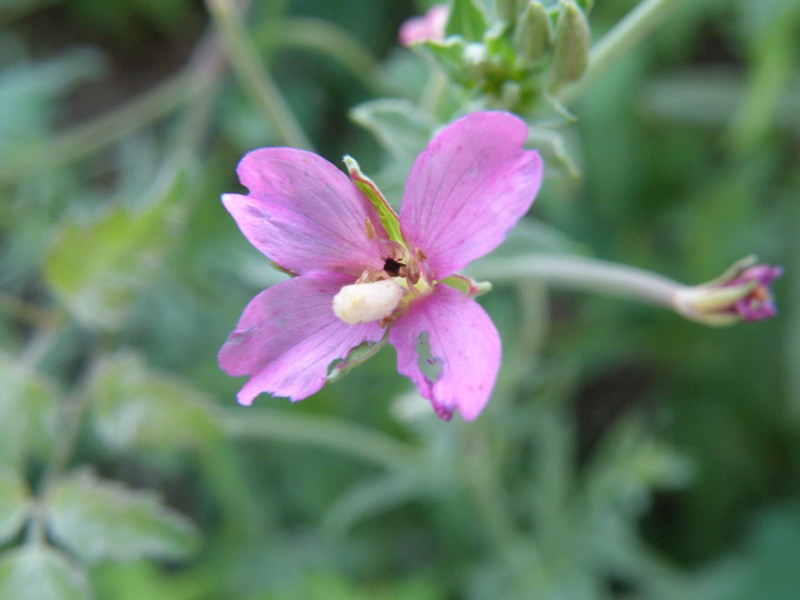 Epilobium tetragonum / Garofanino quadrelletto