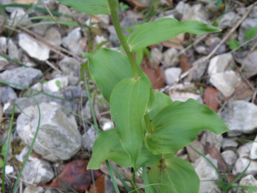 Epipactis ...